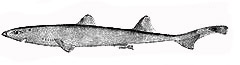 Etmopterus pusillus_009.jpg
